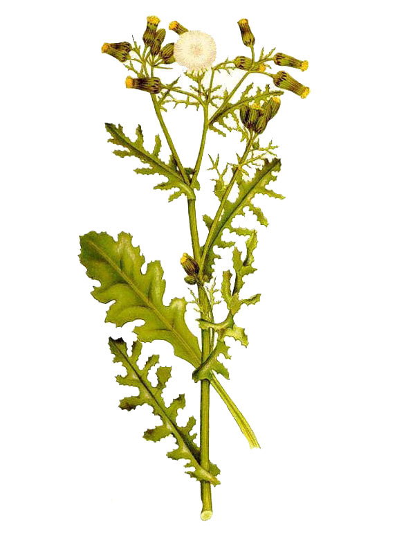 Senecio vulgaris