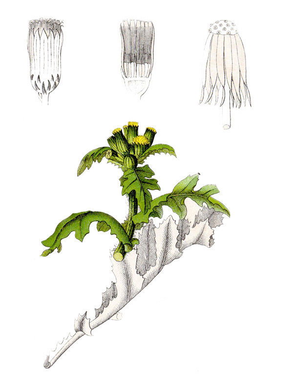Senecio vulgaris