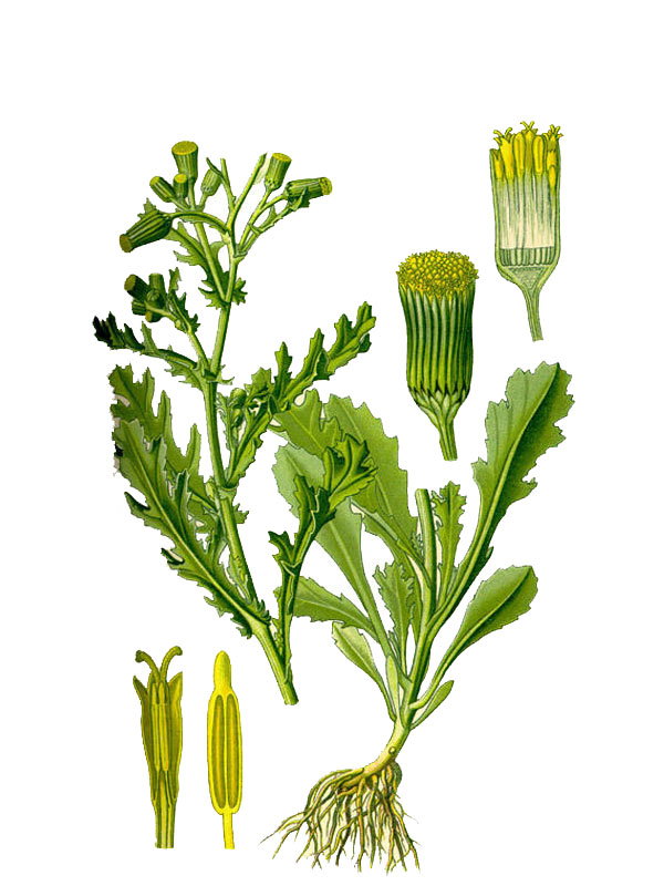Senecio vulgaris