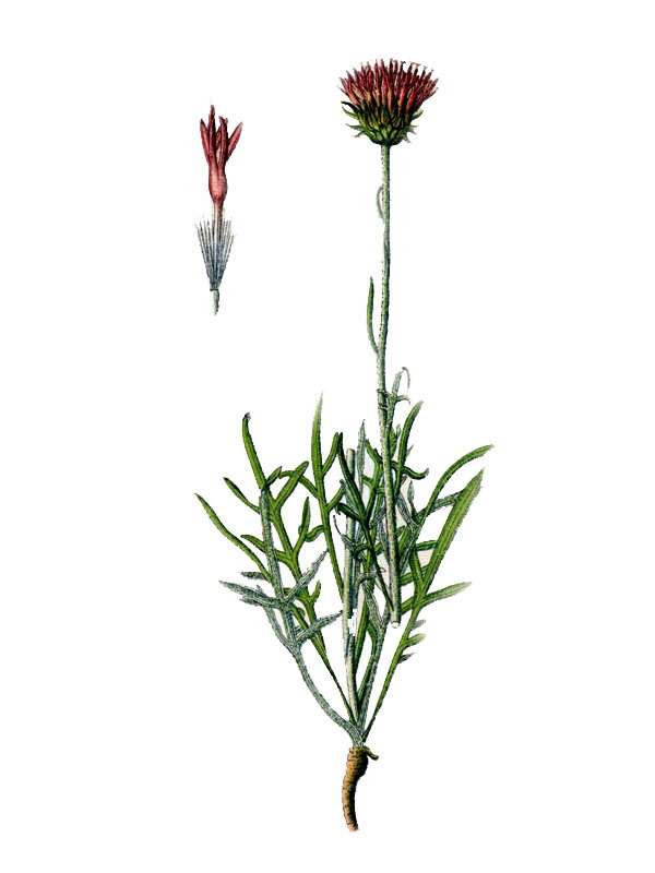 Serratula pollichii
