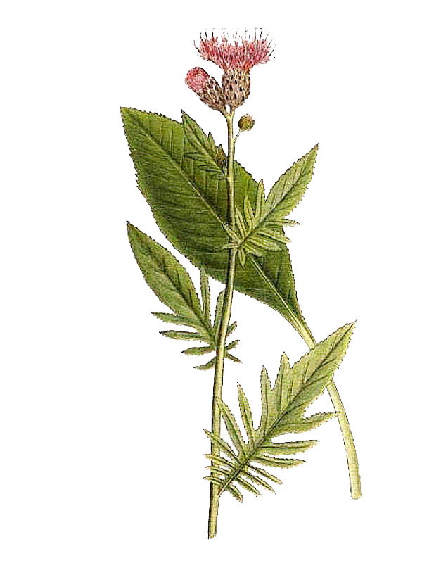 Serratula tinctoria