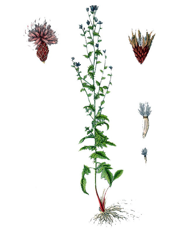 Serratula tinctoria