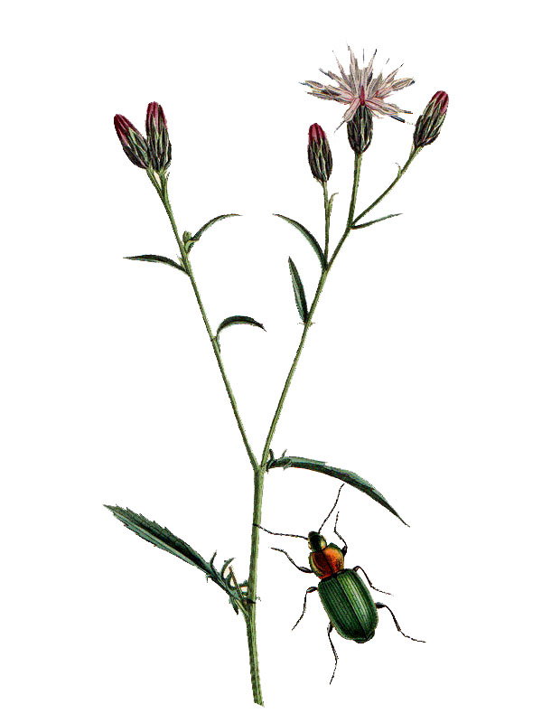 Serratula tinctoria