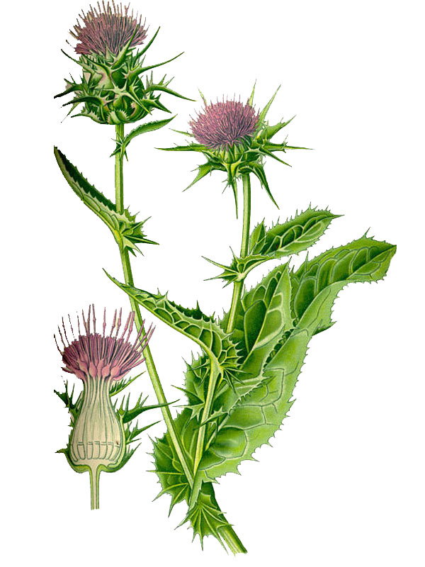Silybum marianum