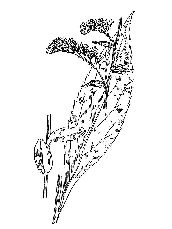 Solidago arguta
