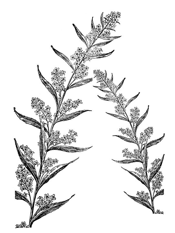 Solidago caesia