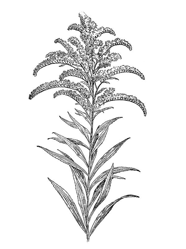 Solidago canadensis