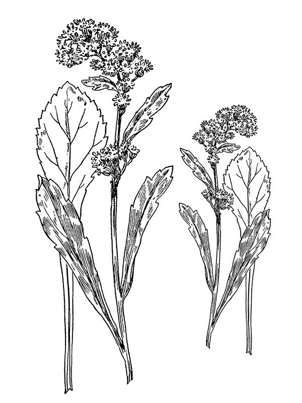 Solidago cutleri