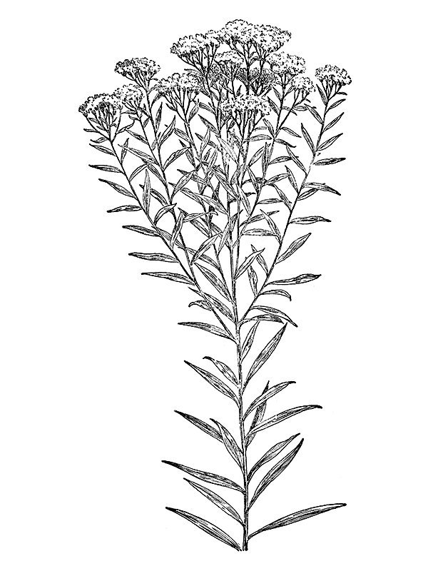 Solidago graminifolia