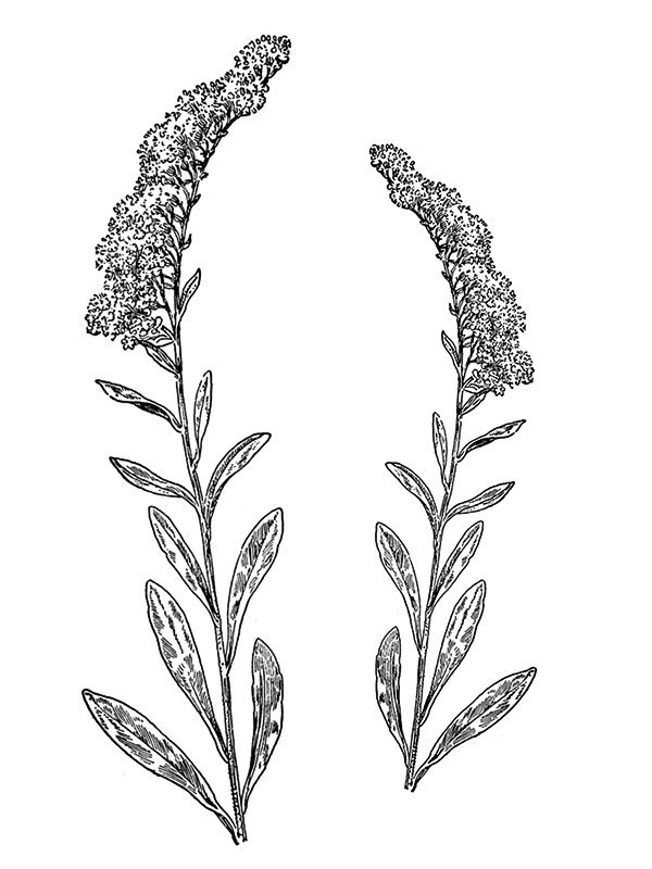 Solidago memoralis
