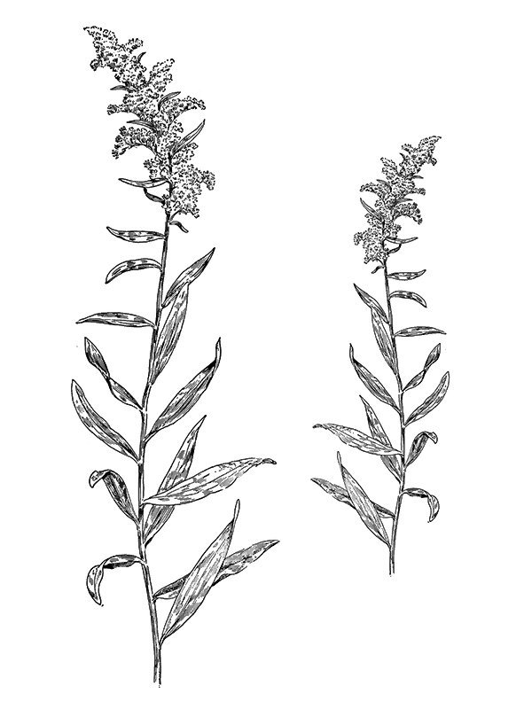 Solidago odora