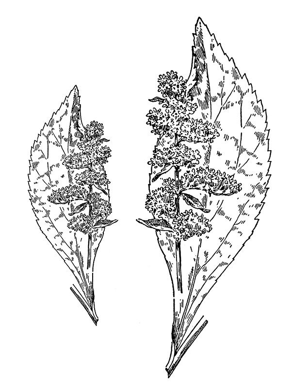 Solidago patula