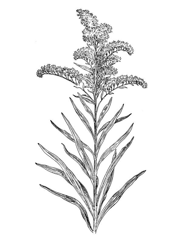 Solidago sempervirens