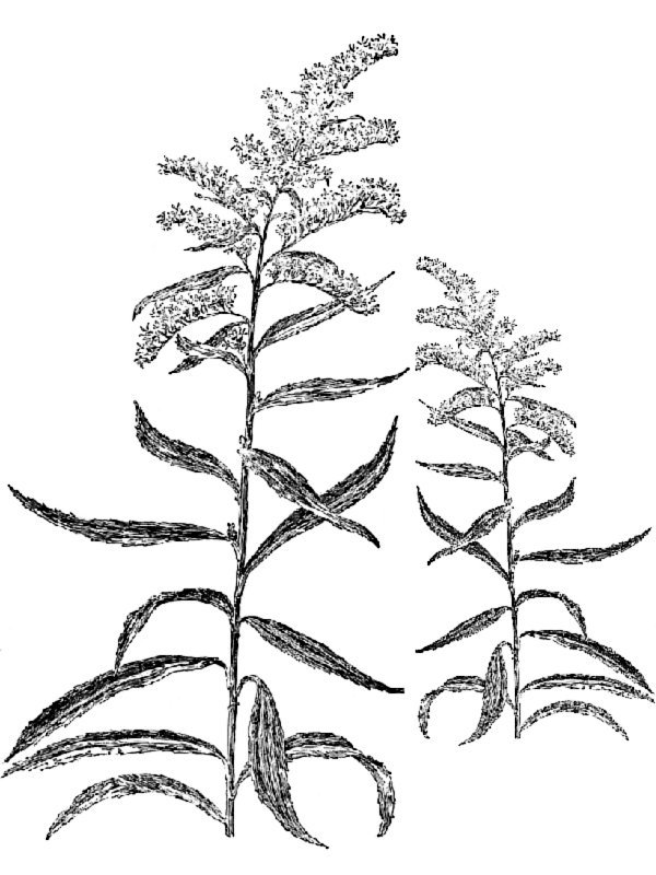 Solidago serotina