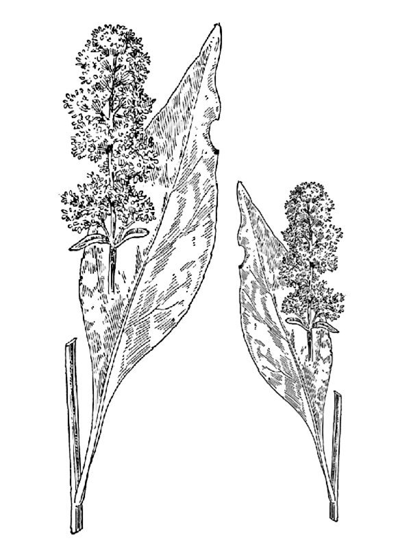 Solidago speciosa
