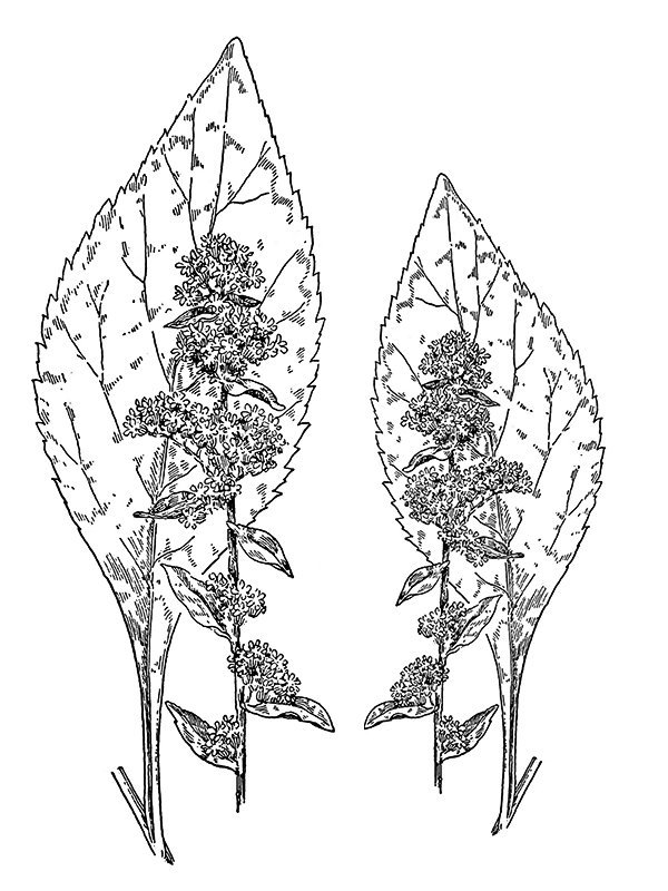 Solidago squarrosa