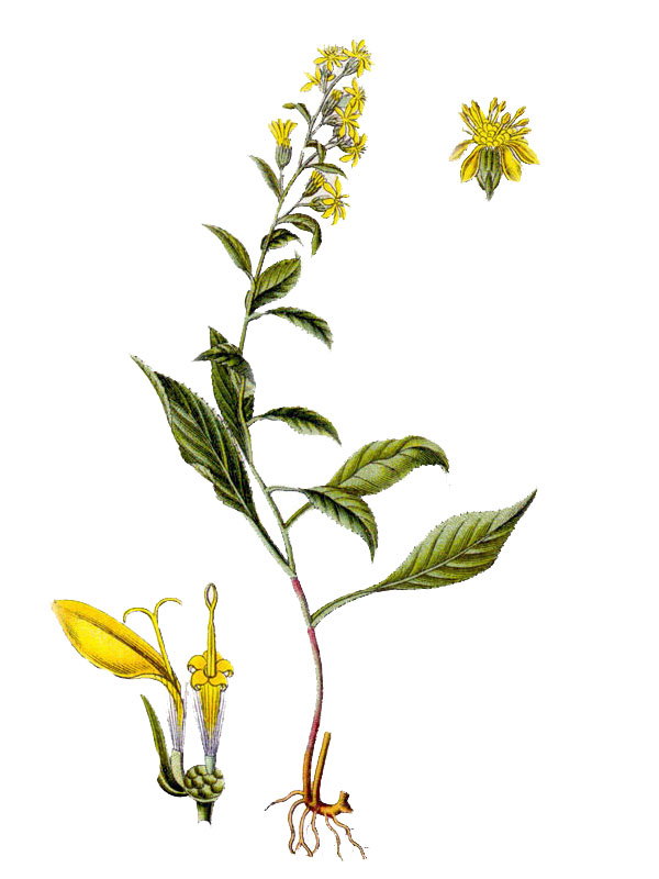 Solidago virgaurea