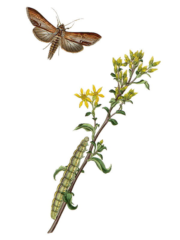 Solidago virgaurea