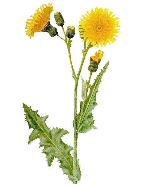 Sonchus arvensis