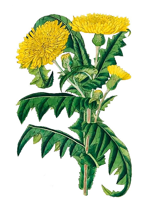 Sonchus jacquinii