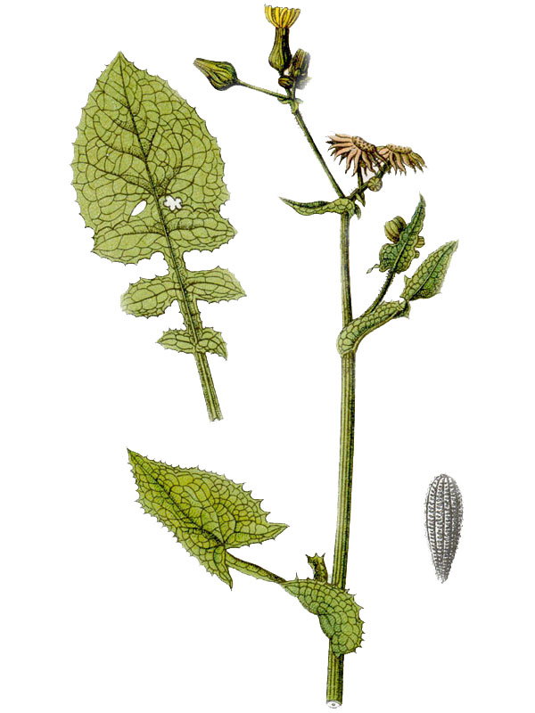 Sonchus oleraceus