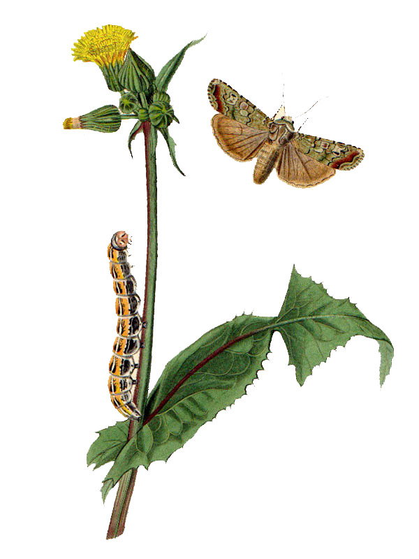 Sonchus oleraceus
