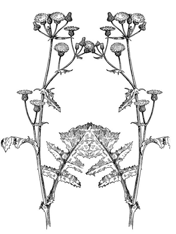 Sonchus oleraceus