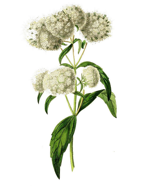 Stevia fascicularis
