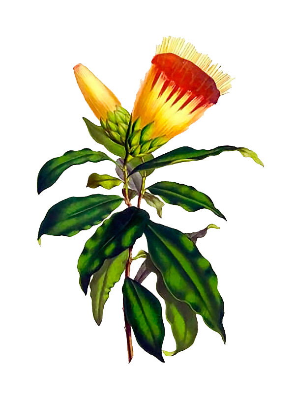 Stifftia chrysantha