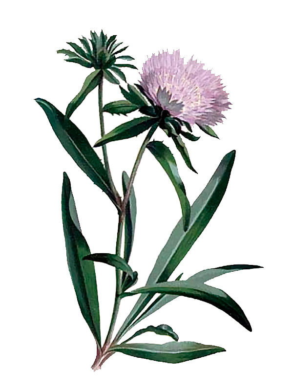 Stokesia laevis