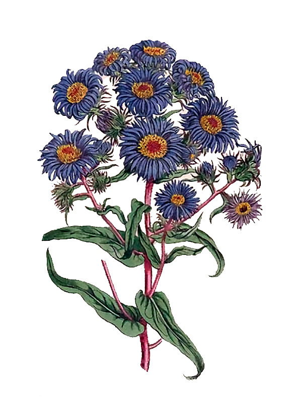Symphyotrichum novae-angliae