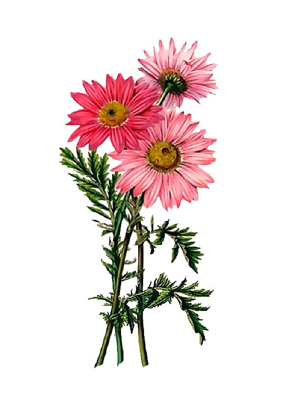 Tanacetum coccineum