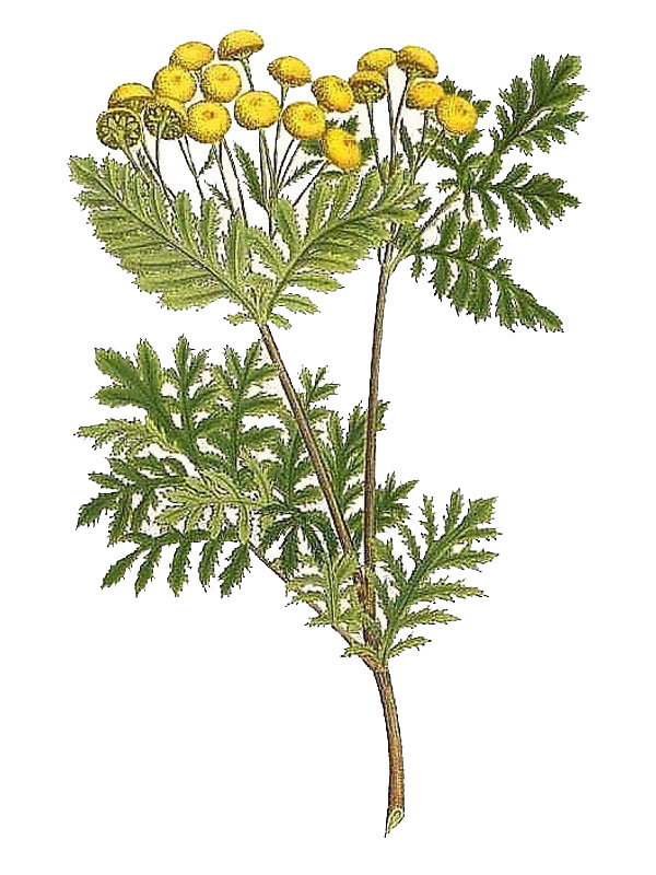 Tanacetum vulgare