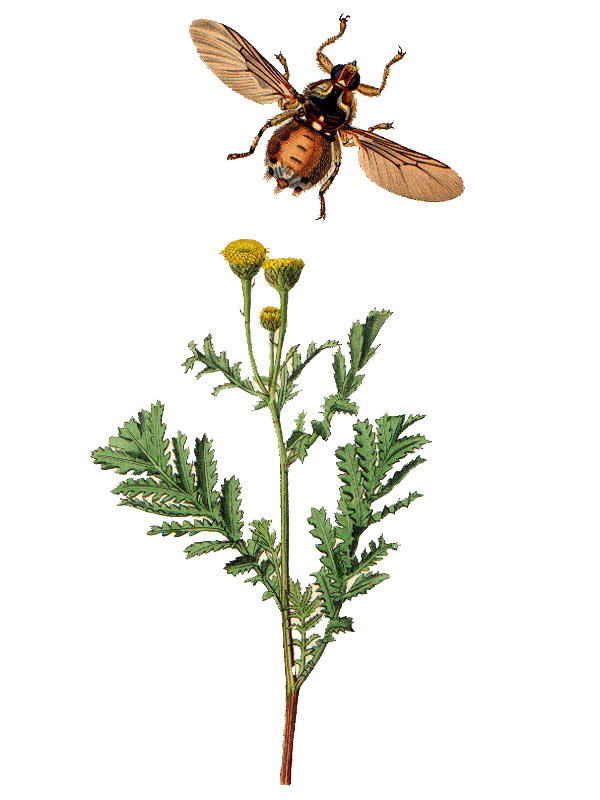 Tanacetum vulgare