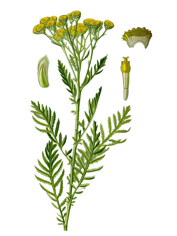 Tanacetum vulgare