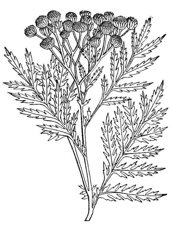 Tanacetum vulgare