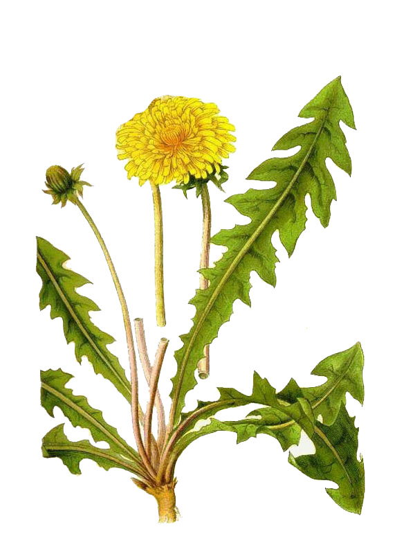 Taraxacum officinale