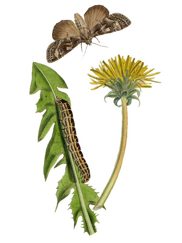 Taraxacum officinale