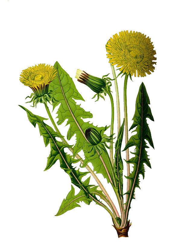 Taraxacum officinale