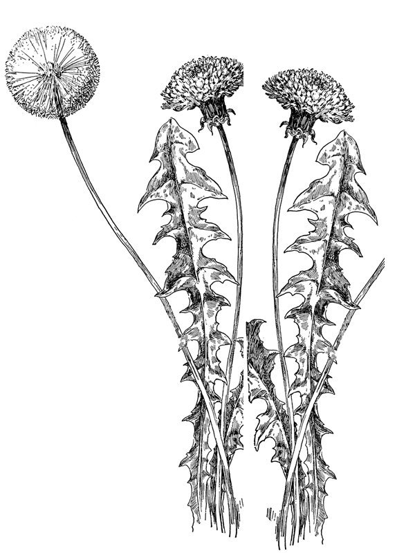 Taraxacum officinale