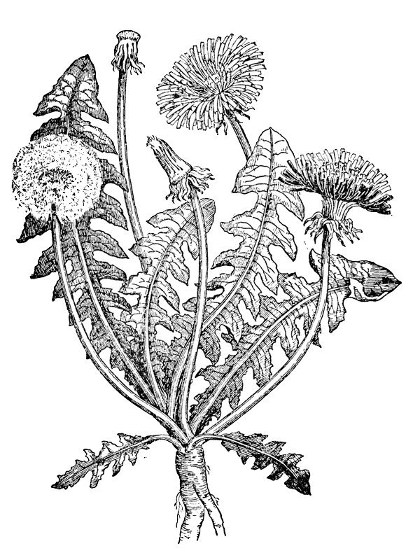Taraxacum officinale