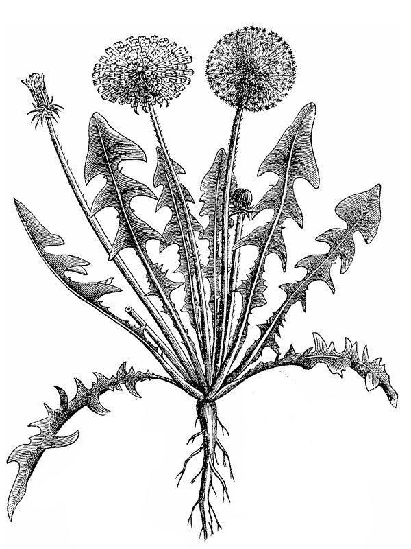 Taraxacum officinale