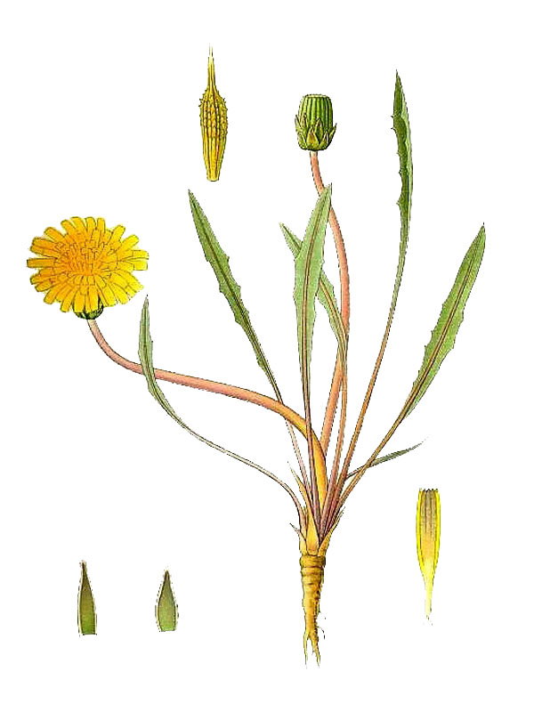 Taraxacum palustre
