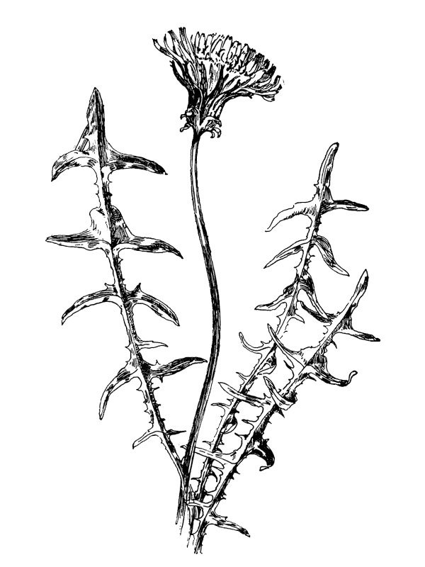 Taraxicum erythrospermun
