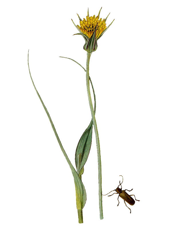 Tragopogon monspeliensis