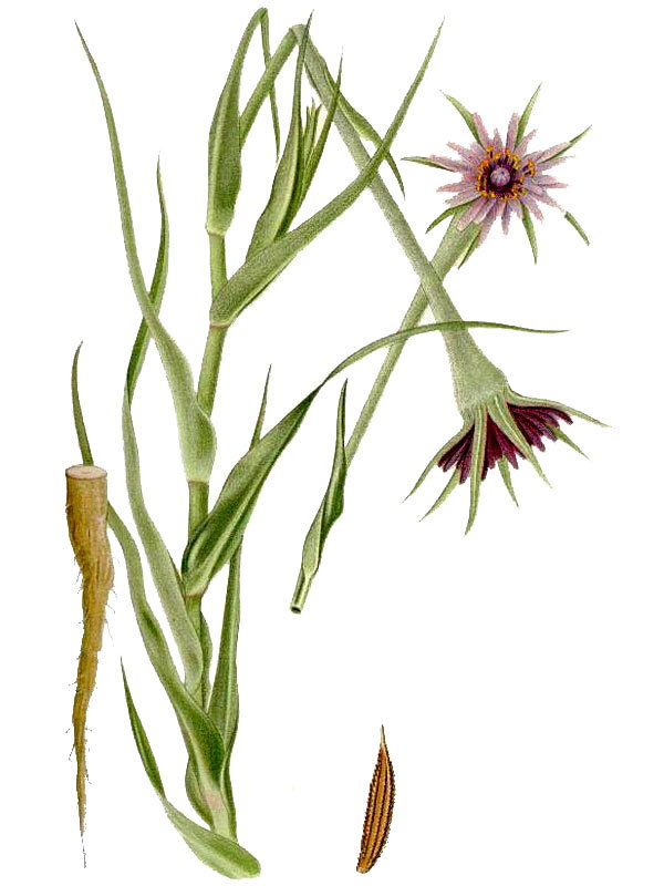 Tragopogon porrifolius