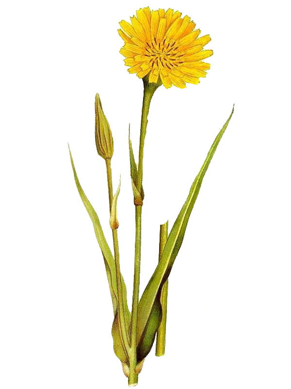 Tragopogon pratensis