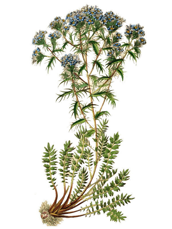 Triptilio spinosum