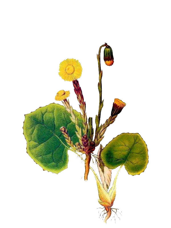 Tussilago farfara