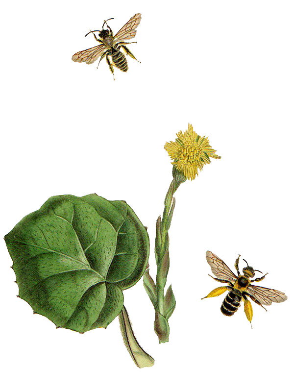 Tussilago farfara